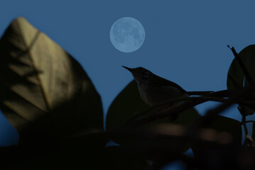 Full moon with bird silhouette on tree branch.