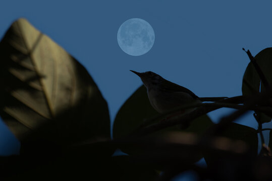 Full Moon With Bird Silhouette On Tree Branch.