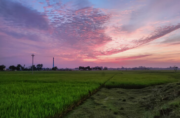 Naklejka na ściany i meble Twilight sky over the crops field in a countryside 