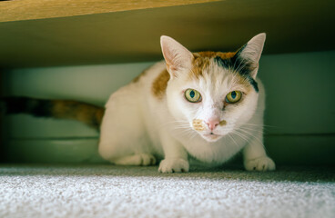 Hunting calico cat hiding under furniture, ready to pounce