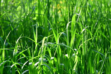 Grüne Gräser mit Lichteinstrahlung als Hintergrund für Design, Web...