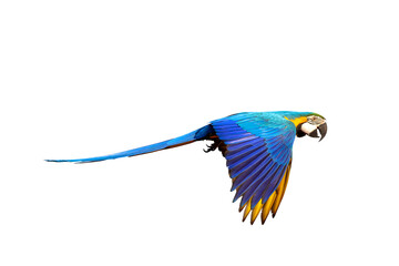 Colorful flying parrot isolated on transparent background png file