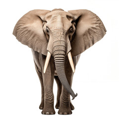 Majestic Elephant on Isolated Background. Generative AI