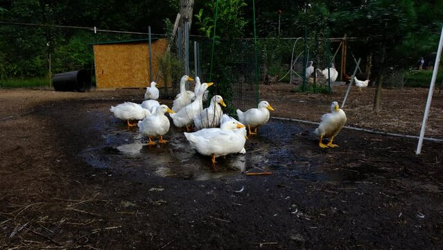 White duck play in puddle under showering water while turkey calling and rooster crowing in background while animals being cage free organically raised in back yard farm.