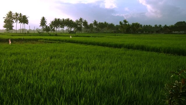 View of green rice fields in the rays of the setting sun. Agriculture and farming concept. Palm trees are visible against the backdrop of rice fields, photographed at sunset during the golden hour.