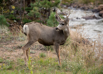 Mule deer buck on the Fall River in Rocky Mountain National Park, Colorado, USA
