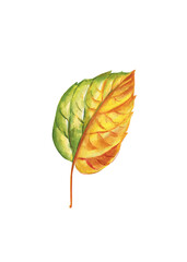 Autumn yellow leaf Isolated on white background. Watercolor hand drawn illustration 