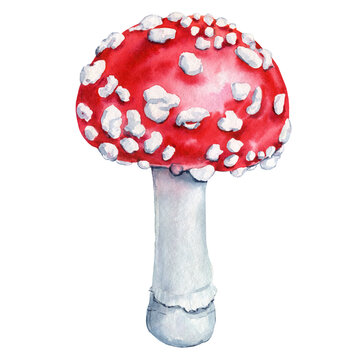 Fly agaric watercolor isolated on white background. Watercolor botanical illustration. Hand-drawn mushroom with red cap