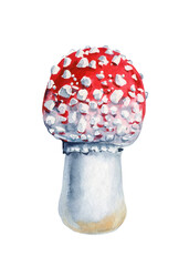 Fly agaric watercolor isolated on white background. Watercolor botanical illustration. Hand-drawn mushroom with red cap
