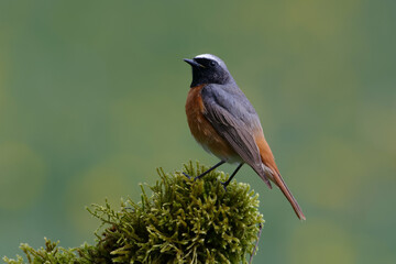 Male Common Redstart (Phoenicurus phoenicurus)