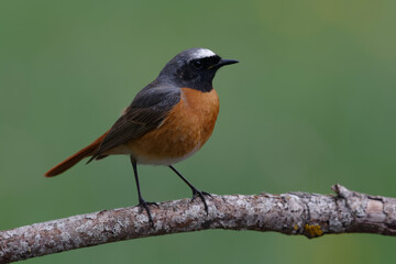 Male Common Redstart (Phoenicurus phoenicurus)