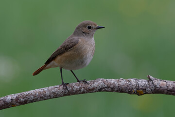 Obraz premium Female Common Redstart (Phoenicurus phoenicurus)