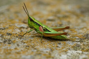 Detailed closeup on a on a colorful green Small Gold Grasshopper, Euthystira brachyptera in Austrian alps