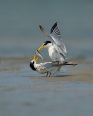 A bird with a fish in its beak