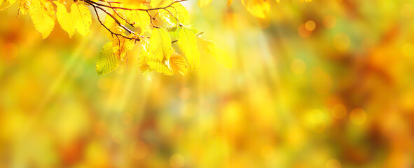 bright autumn colored fall leaf branch on blurred abstract background in sunny idyll, beautiful...