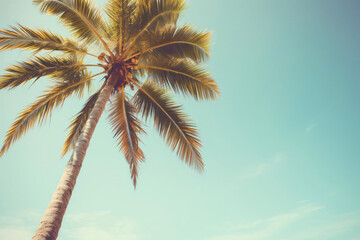 Fototapeta na wymiar photo of a beach palm tree view from below