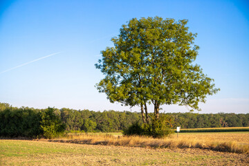 Panorama of a forest with a tree in the foreground