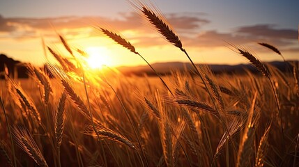An image of the warm golden hues of a sunset over a wheat field.