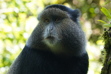 A la découverte des Cercopithèques dorés dans le parc national de Virunga en Ouganda