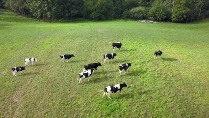 Aerial View of Dairy Cows Herd on Meadows at Sunrise