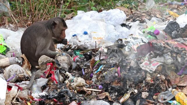 A macaque search food on a smoldering pile of garbage
