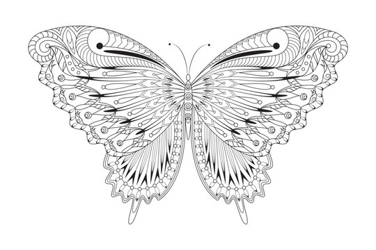 Vector Butterfly Illustration