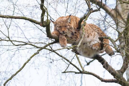 Un lynx boréal qui dort dans un arbre sur des branche
