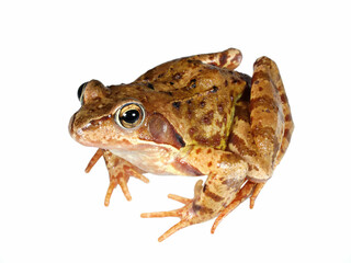 grenouille rousse.