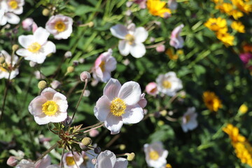 Japanese anemones on a green background in the garden