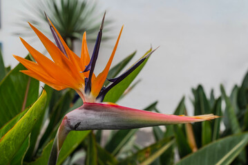 Bright orange flower of Strelitzia on green leaves background and white wall