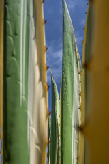 Variegated Spanish Dagger or yucca gloriosa variegata. Green and yellow stripes