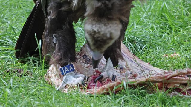 A Cinereous Vultures, aegypius monachus, tearing at meat