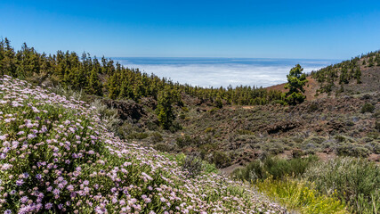 Field with lilac and yellow flowers and forest above clouds. Hiking in Tenerife