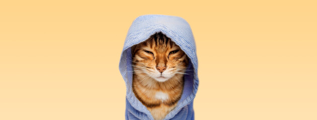 Red cat in a hood on a yellow background.