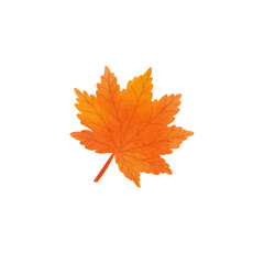 autumn maple leaf