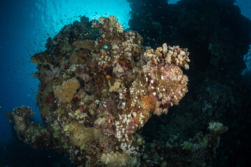 Naklejka na ściany i meble Coral heads on the Shab Marsa Alam divesite, Red Sea, Egypt