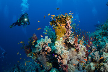 Woman diver on the Habili Jafar divesite, Red Sea, Egypt