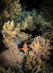 Grouper (Serranidae) hides in the corals on the Habili Jafar divesite, Red Sea, Egypt
