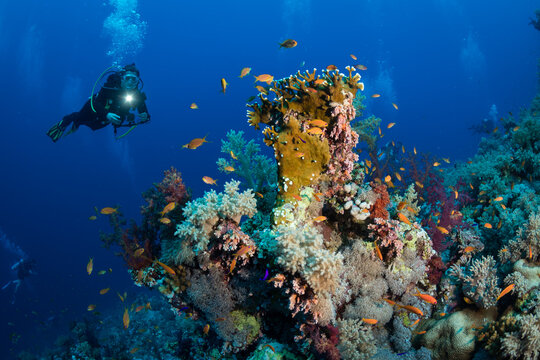 Woman diver on the Habili Jafar divesite, Red Sea, Egypt