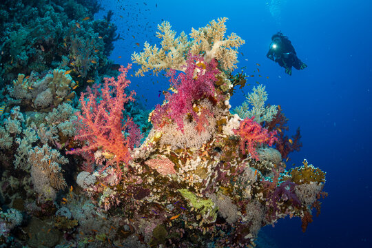 Woman diver on the Habili Jafar divesite, Red Sea, Egypt