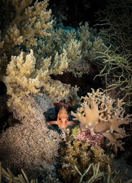 Grouper (Serranidae) hides in the corals on the Habili Jafar divesite, Red Sea, Egypt