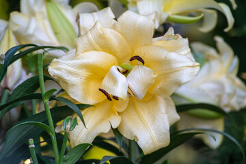 White Tree Lily 'Honeymoon', beautiful flower blooming, romantic flowers, yellow lily