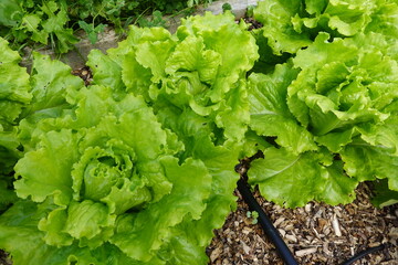 growing lettuce in the backyard garden. Lettuce varieties in the ground. lettuce growing