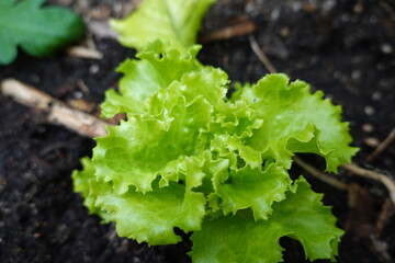 growing lettuce in the backyard garden. Lettuce varieties in the ground. lettuce growing