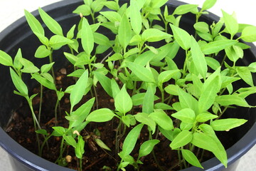 Seedlings of chili pepper or chilli pepper plant propagating from seeds in pot in potting soil for cultivation in garden or agriculture,top view