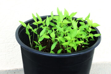 Seedlings of chili pepper or chilli pepper plant propagating from seeds in pot in potting soil for cultivation in garden or agriculture,top view