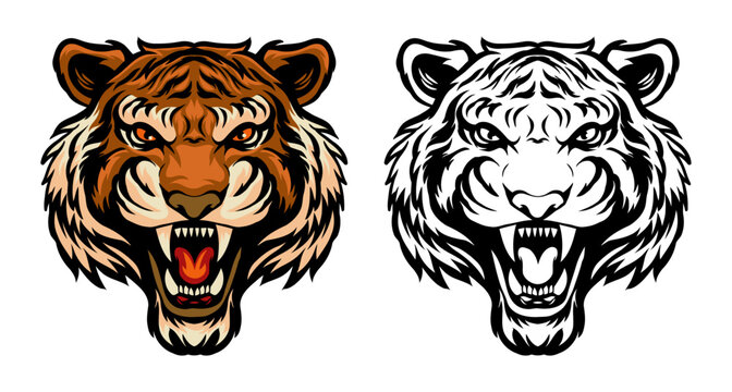 Tiger head illustration full colored, black and white, in vintage style