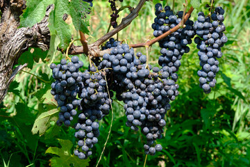 Grappoli e acini di uva Merlot in un vigneto, maturi e pronti per essere vendemmiati.