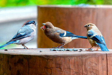 Pair of bullfinch are feeding an adult chick with sunflower seeds