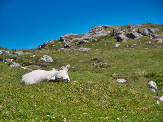 A single lamb asleep on a grassy, rock topped hill on the south of the island of Harris in the Outer Hebrides, Scotland, UK. Taken on a sunny day in summer with a clear, blue sky. © Alan